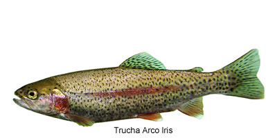 trucha arcoíris (Oncorhynchus mykiss)